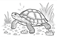 turtle