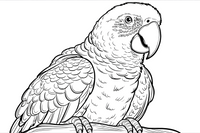 Parrot